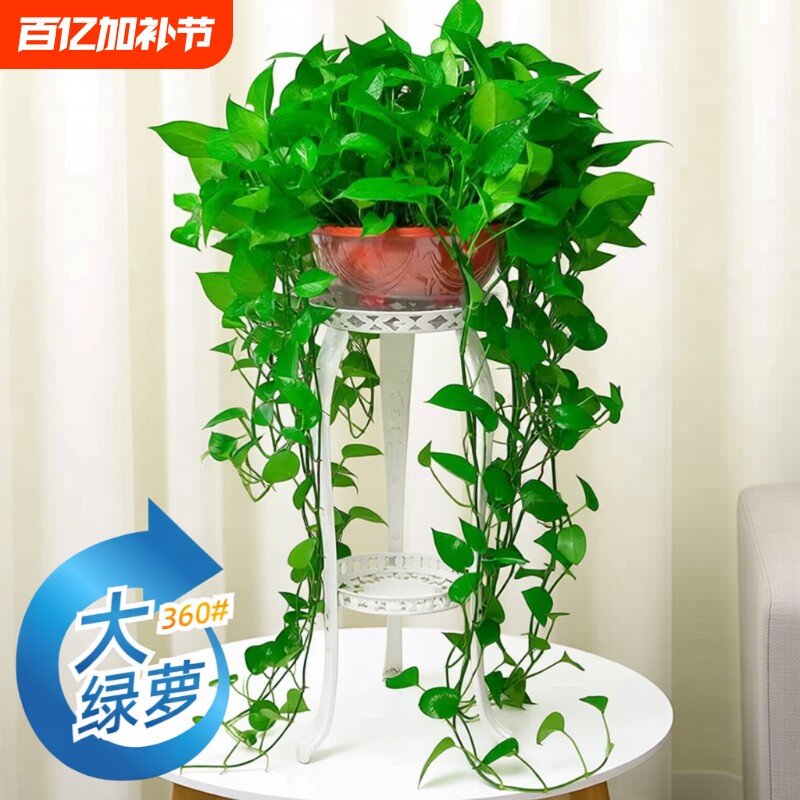 360#长藤绿萝盆栽植物室内绿植吸甲醛净化空气大盆花架土水培客厅