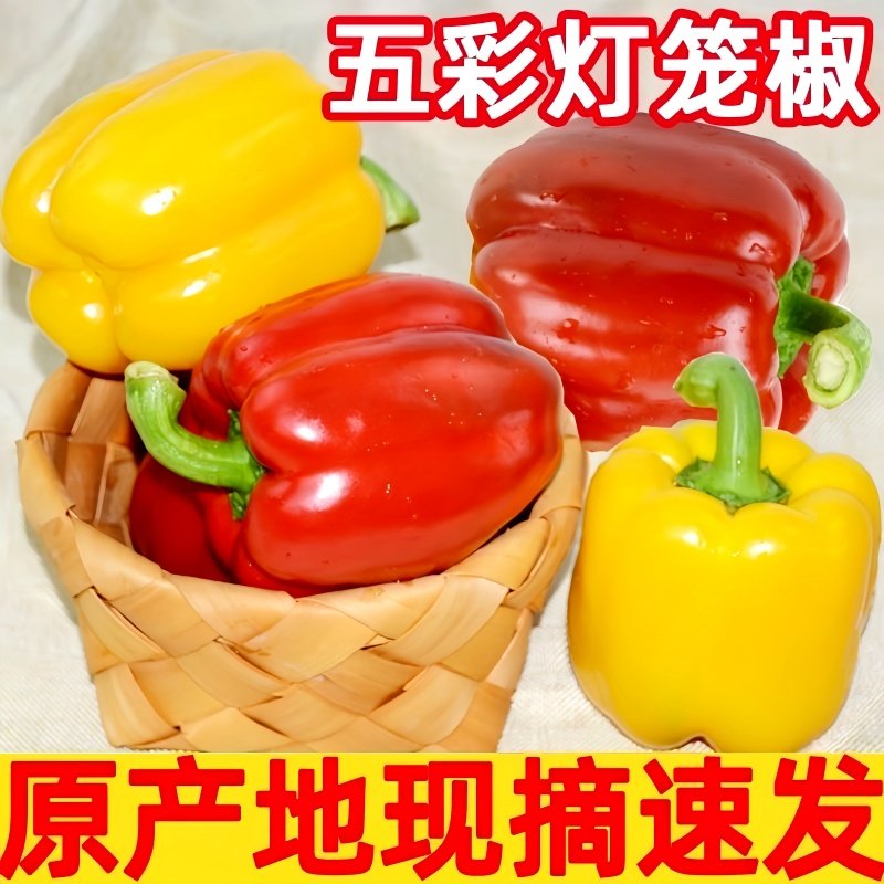 水果甜椒新鲜直发红黄彩椒柿子椒灯笼椒太空椒新鲜可生吃脆甜