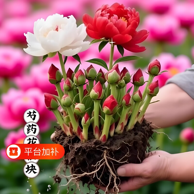重瓣大花耐寒芍药花苗种根绿植耐热阳台盆栽鲜花牡丹好养花卉植物