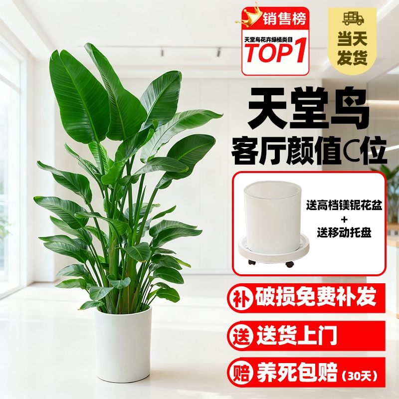 天堂鸟客厅绿植盆栽网红高颜值