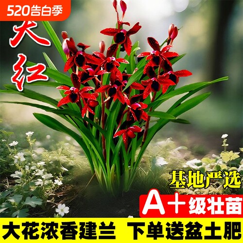 名贵建兰四季兰花苗夏室内好养花卉盆栽绿植开花客厅品种花草阳台