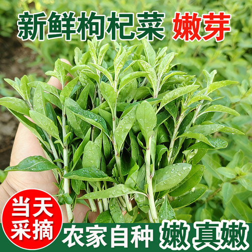 广西枸杞菜芽菜叶嫩菜头新鲜野生可食用农家有机冷门蔬菜青菜批发