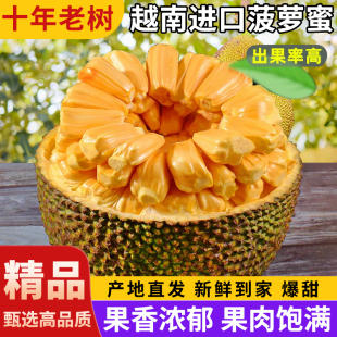 热带黄肉波罗蜜味浓脆甜 包邮 进口红肉菠萝蜜当季 新鲜水果整个