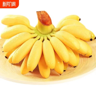 广西南宁小米蕉软香糯甜现摘现发满口留香大人孩子都爱吃果肉细腻