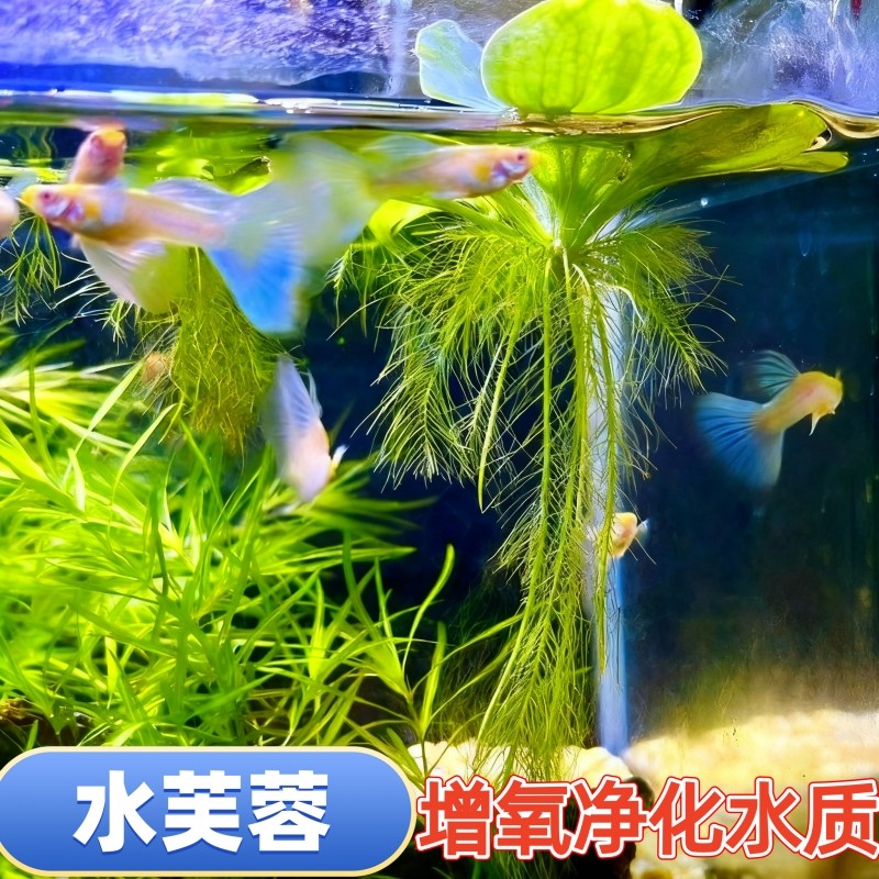 水芙蓉净化水质盆栽庭院室内外种植观赏浮萍水草生态缸养鱼虾水草