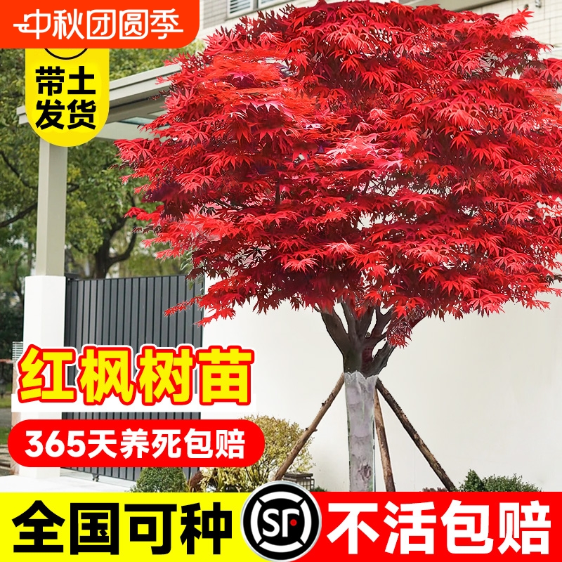 正宗红枫树苗庭院植物四季盆栽