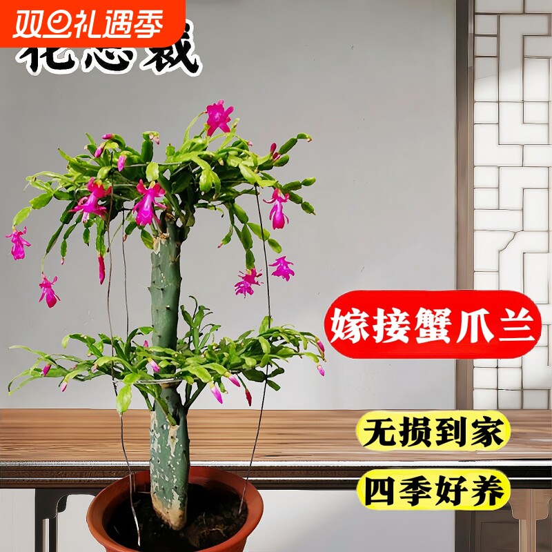 嫁接蟹爪兰盆栽带花苞双层三层仙人掌嫁接的多色花卉四季