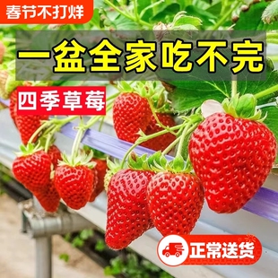 奶油草莓苗盆栽带土阳台冬季新秧种籽子四季结果种植裸根带花果树