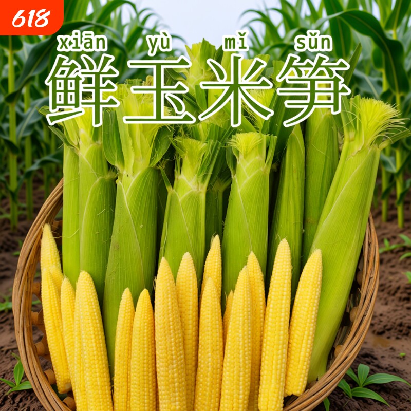 广西新鲜玉米笋现摘玉米笋鲜嫩蔬菜水果小玉米棒迷你玉米非转基因