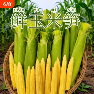 广西新鲜玉米笋现摘玉米笋鲜嫩蔬菜水果小玉米棒迷你玉米非转基因