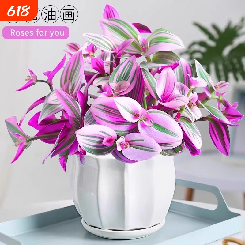 油画婚礼吊兰盆栽紫露兰花水培花卉多肉植物发财树室内好养小绿植
