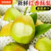 红香酥梨水果新鲜整箱净重4.5斤 ,单果150g+
