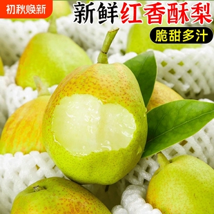 红香酥梨水果新鲜整箱净重4.5斤 ,单果150g+