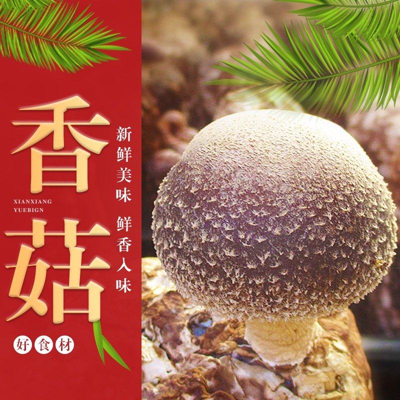 河南新鲜香菇湿食用菌现摘现发菌菇家庭批发价整箱菌类蔬菜冬菇,水产肉类/新鲜蔬果/熟食,新鲜松茸/菌菇,淘宝优惠券,粉丝福利购,淘宝优惠卷