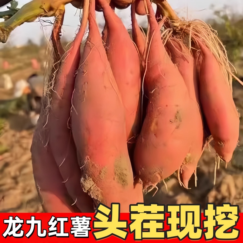 精选蜜薯龙九沙地红心现挖黄红心番薯新鲜糖心地瓜板栗红薯山芋包