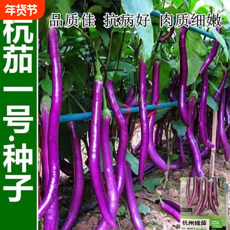 杭茄紫云线茄子高产特大线茄种子四季蔬菜种籽茄子蔬菜种子大全