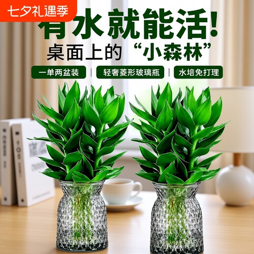 富贵竹水培植物客厅招财节节高水养盆栽粗杆室内好养绿植物桌面