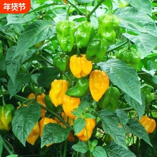 【海南黄灯笼辣椒种子】魔鬼椒特辣皇帝椒魔鬼椒阳台盆栽蔬菜种孑