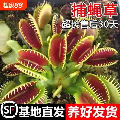 捕蝇草猪笼草食虫草多肉植物驱蚊捕蚊草食蚊草超大捕虫草趣味盆栽