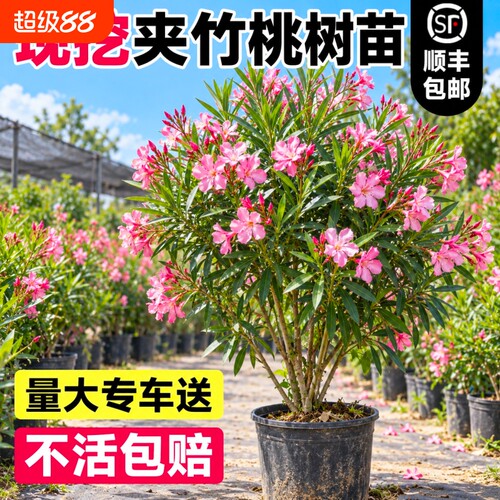 夹竹桃树苗柳叶桃苗室内花卉盆栽樱花四季庭院篱笆墙绿化植物避蛇