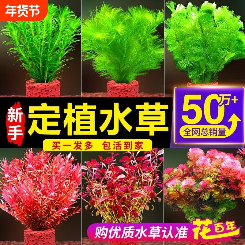 鱼缸水草植物真草火山石造景蜈蚣草绿菊增氧净化水质新小鱼缸套餐