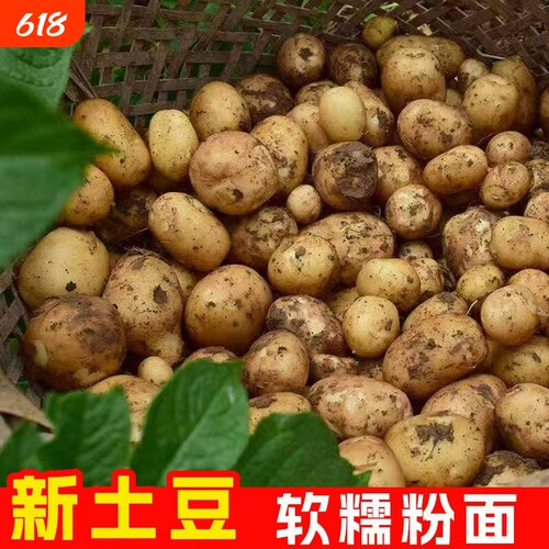 云南黄心土豆新鲜现挖应季