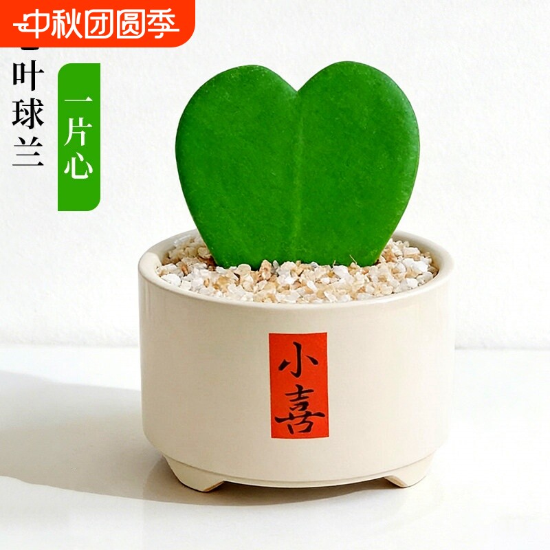 心叶球兰盆栽多肉植物大苗室内办公室桌面心形绿植花卉办公桌陶瓷图片