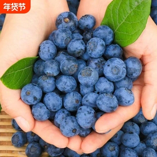 山东农家现摘现发大果水果纯甜水果蓝莓鲜果个头饱满清香怡人好吃