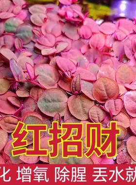 浮萍组合水草红毛丹苗水生植物池塘鱼缸造景生态养殖水培花卉增氧