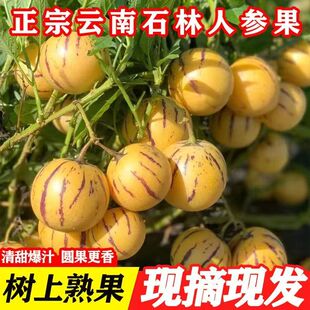 云南人参果水果大果黄肉香甜新鲜石林人叁果树上熟人生果圆果