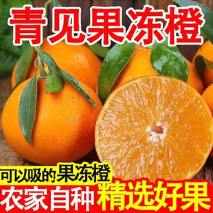 正宗四川青见晚熟果冻橙桔子新鲜水果应当季柑橘大果包邮橘子