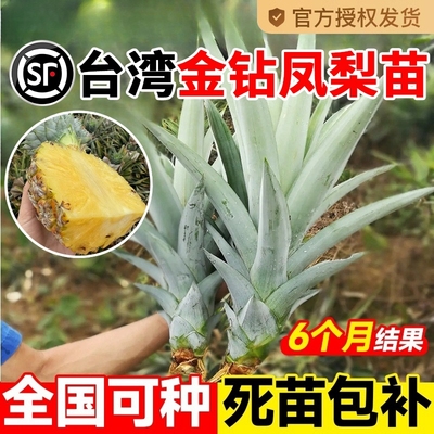 【30天养不活全额退款】凤梨苗