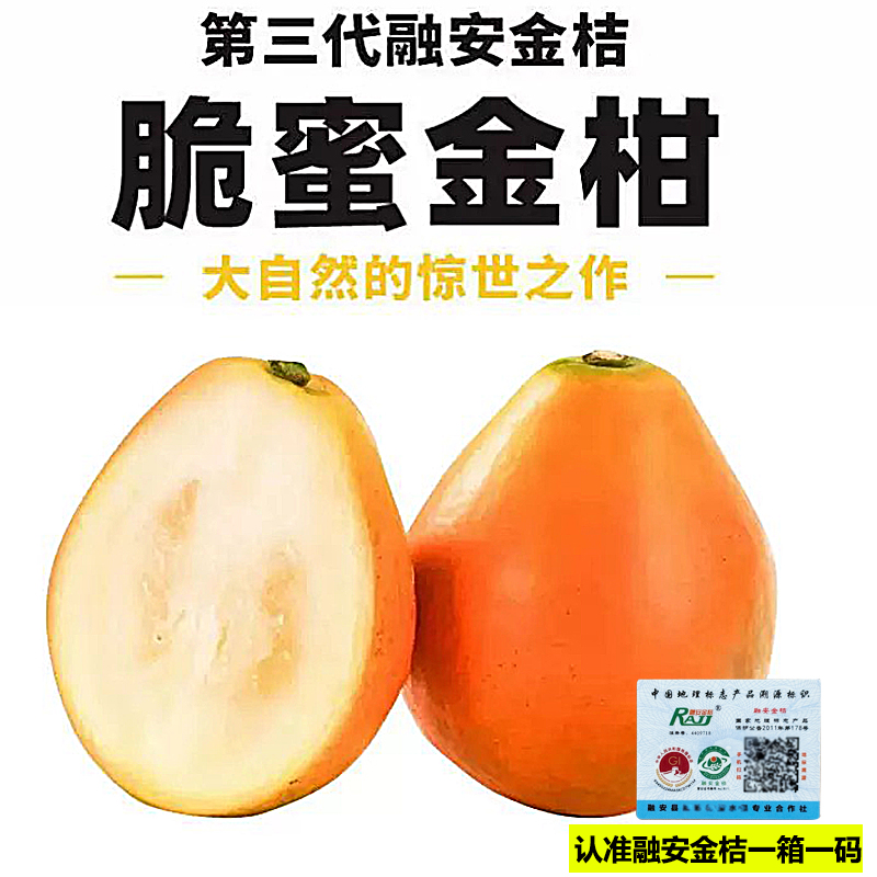 脆蜜金柑第三代广西融安脆蜜金桔新鲜当季水果整箱顺丰包邮