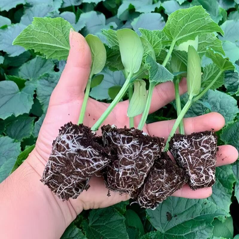 黄瓜苗水果黄瓜秧苗盆栽苗嫁接黄瓜秧苗四季阳台黄瓜秧苗蔬菜种苗