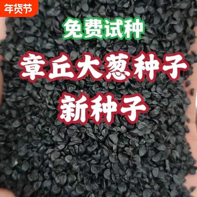 山东章丘大葱种子高产耐寒铁杆苗蔬菜苗子种籽春季大葱种子