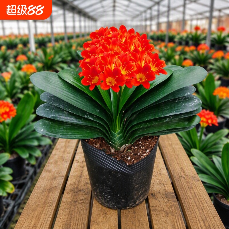 四季君子兰盆栽大苗花卉植物室内绿植耐寒好养活水培客厅开花图片