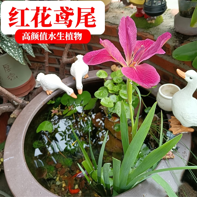 鸢尾红花水菖蒲水培植物水草净化造景鱼龟缸庭院盆栽鱼缸种植带花