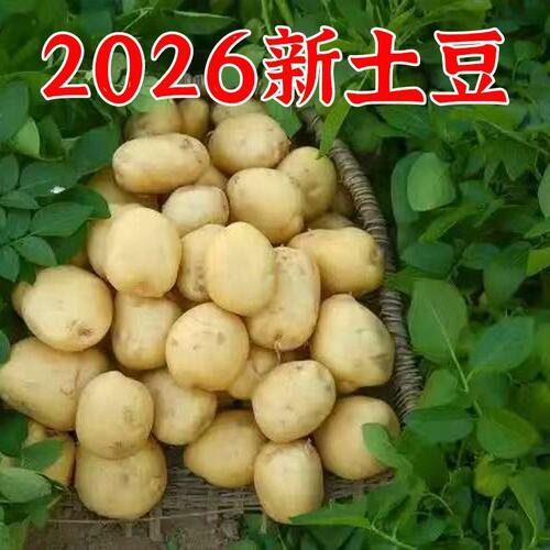 2026年新土豆贵州老品种