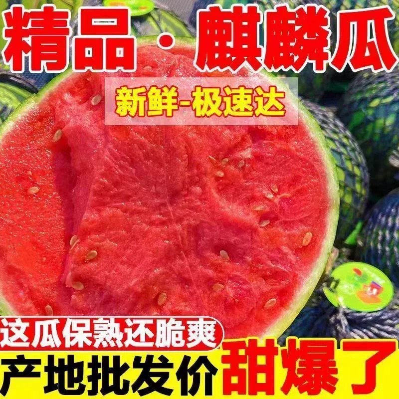 新鲜水果美都麒麟西瓜鲜甜多汁脆甜现摘应季批发包邮无籽有籽精品