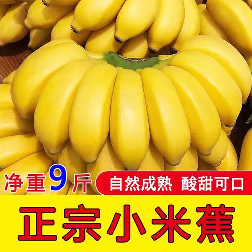 正宗广西小米蕉香蕉新鲜水果当季鲜苹果蕉自然成熟粉蕉