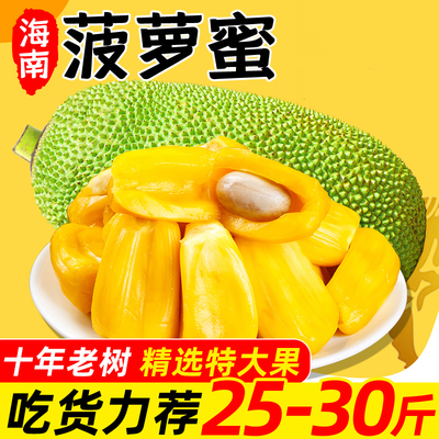 海南黄肉菠萝蜜老树大果