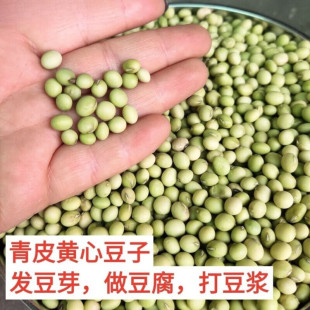 农家绿皮黄豆健康食品磨豆浆做豆腐精选品质颗粒均匀手工挑选