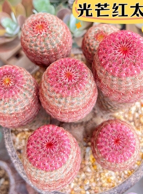 红太阳实生仙人球开花懒人好养仙人掌多肉室内办公桌防辐射小盆栽