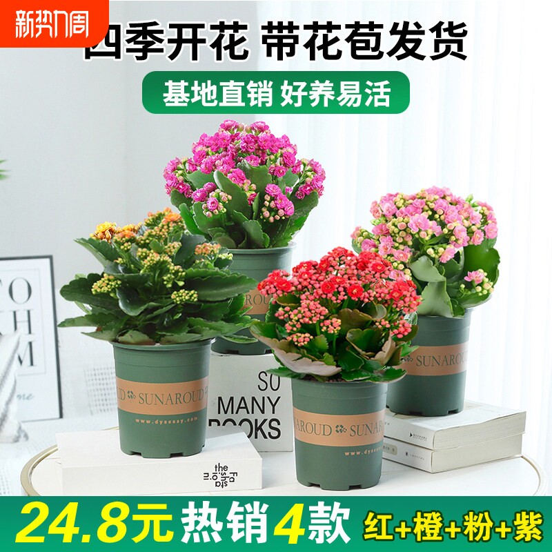 长寿花盆栽重瓣大花苞四季开花桌面阳台植物花卉鲜花带花苞客厅