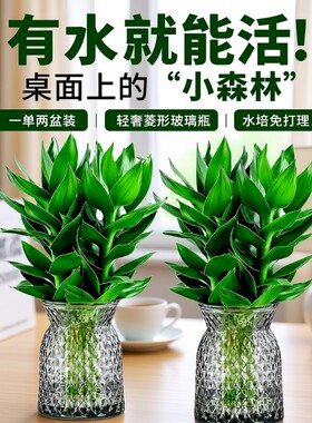 富贵竹水培植物客厅招财节节高水养盆栽粗杆室内好养绿植物桌面