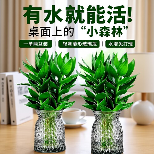 富贵竹水培植物客厅招财节节高水养盆栽粗杆室内好养绿植物桌面