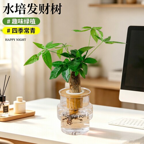 发财树水培植物室内盆栽办公室客厅花卉绿植四季好养老桩桌面盆景