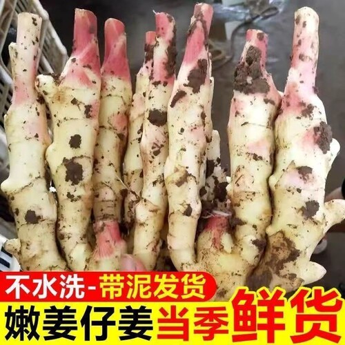 山东红芽嫩姜新鲜仔姜现挖子姜当季嫩姜芽醋泡姜农家自种大姜