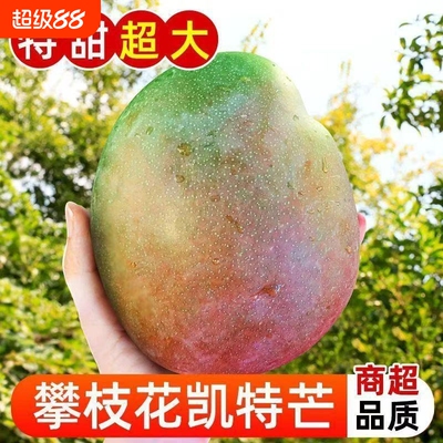 四川攀枝花凯特芒果新鲜采应季斤水果芒果整箱包邮特大青忙果当季