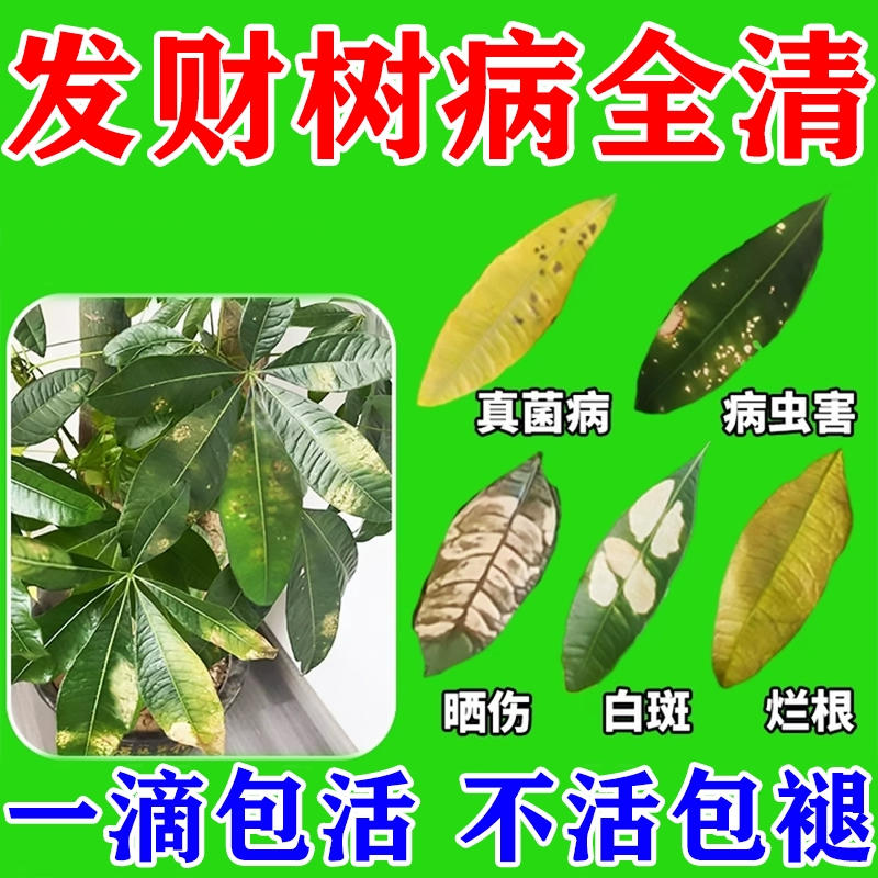 发财树专用营养液一滴包活